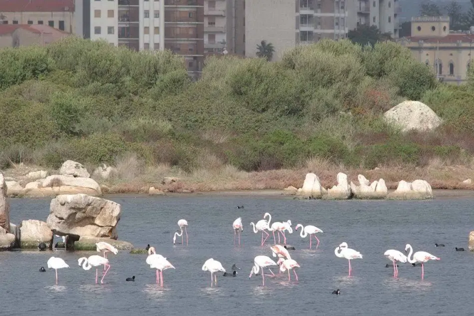Fenicotteri rosa a "Mogadisciu"