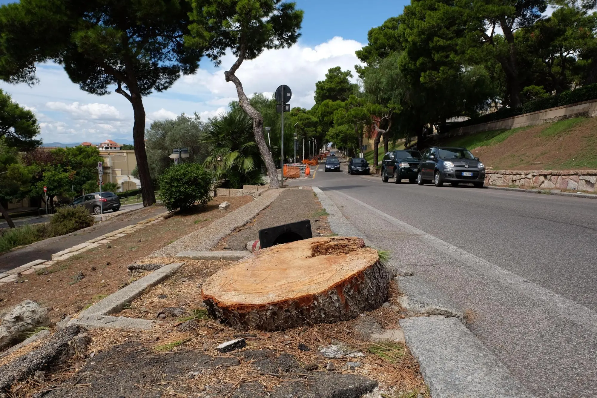 Uno dei pini abbattuti nel 2020 nella zona di Buoncammino