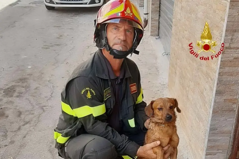 Il cane salvato dagli operatori (foto vigili del fuoco)