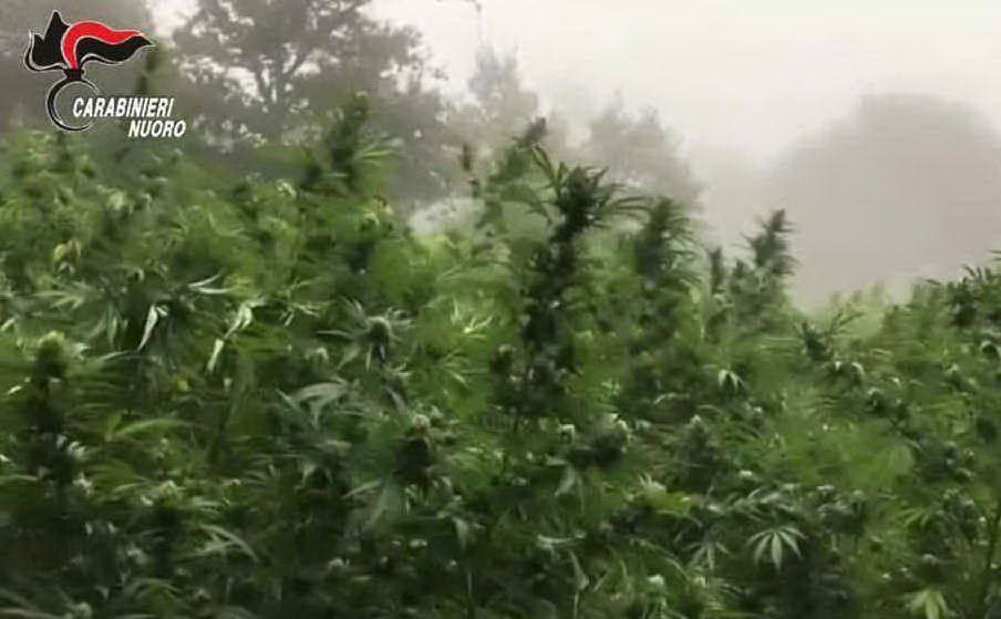Maxi piantagione di cannabis scoperta dai carabinieri nelle campagne di Ollolai