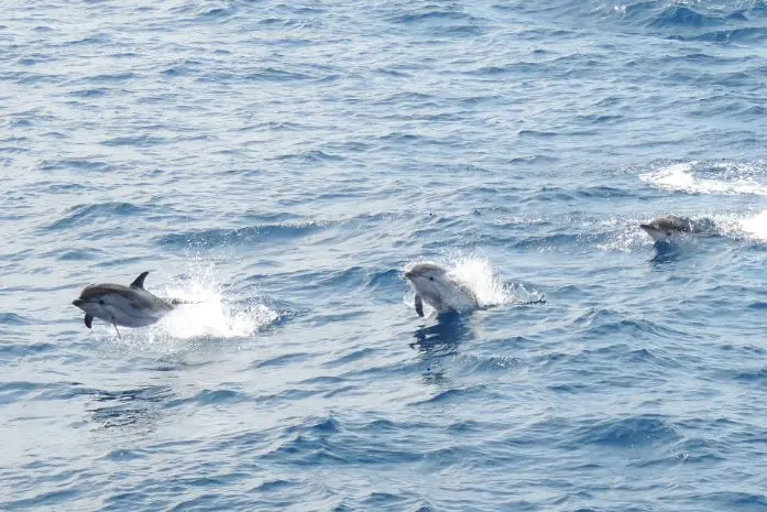 Delfini nel Santuario Pelagos (foto concessa)