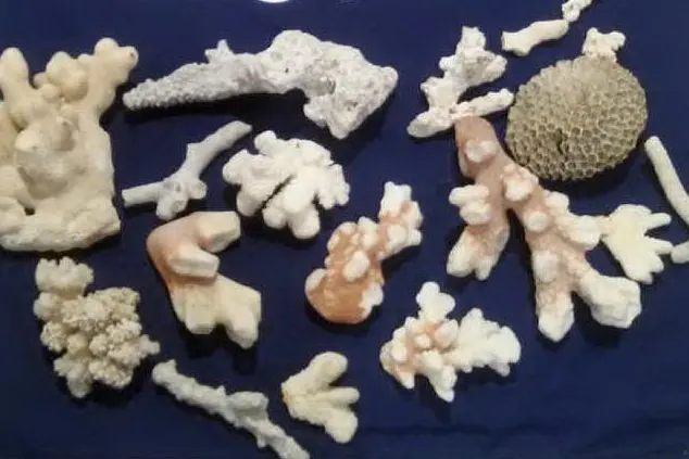 I coralli sequestrati (Foto Polizia Dogana)