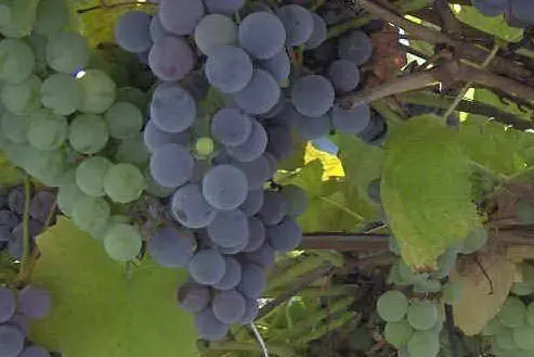 Alcuni grappoli d'uva (Archivio L'Unione Sarda)