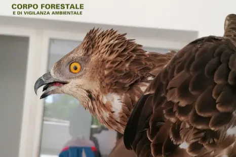 Il falco pecchiaiolo soccorso dalla Forestale di Molentargius
