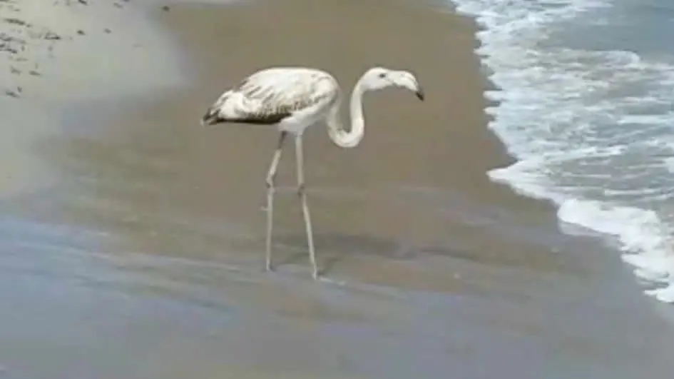 A beautiful flamingo on Foxi Manna beach