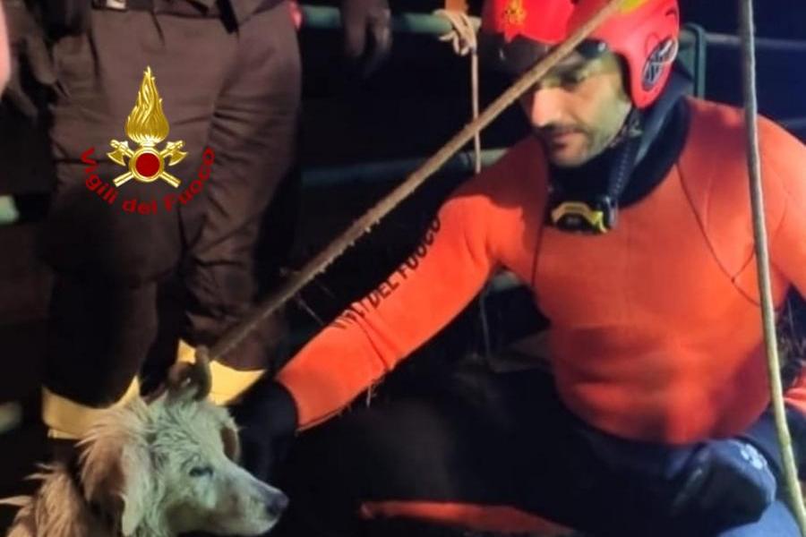 Villasor, cane rischia di annegare: salvato dai vigili del fuoco