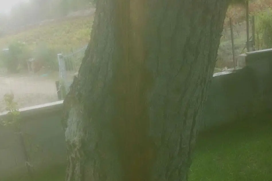 L'albero colpito dal fulmine