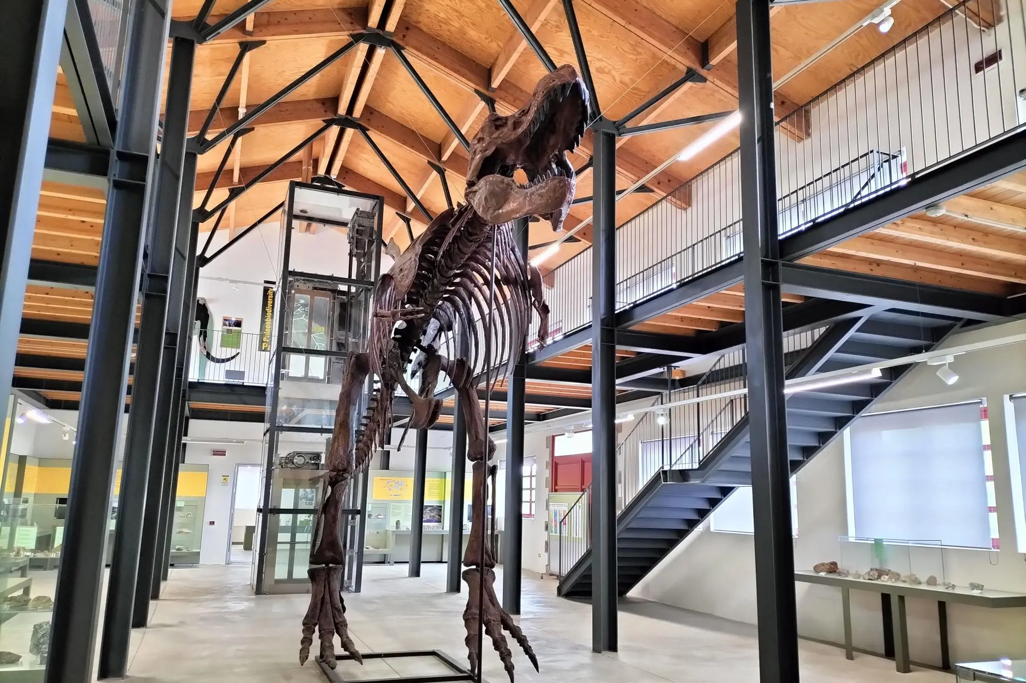 La ricostruzione del t-rex al museo paleontologico. (Foto a.s.)