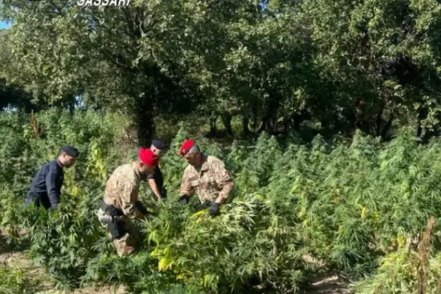 La scoperta delle piante di cannabis