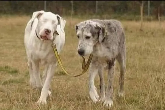 La cagnolina cieca e il compagno