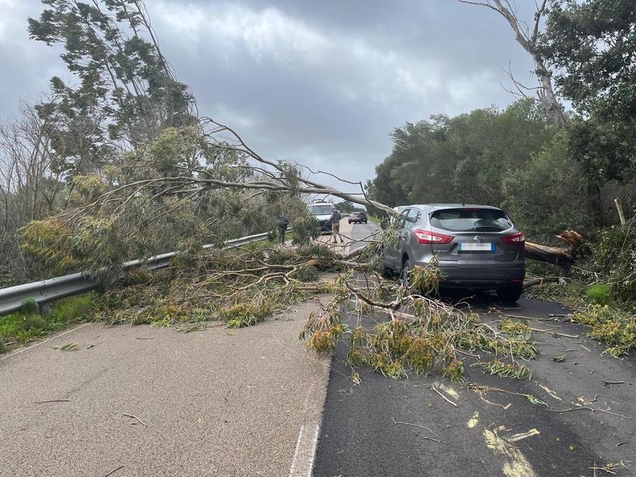 Raffiche di vento e maltempo in Gallura, albero crolla su un’auto a Cannigione