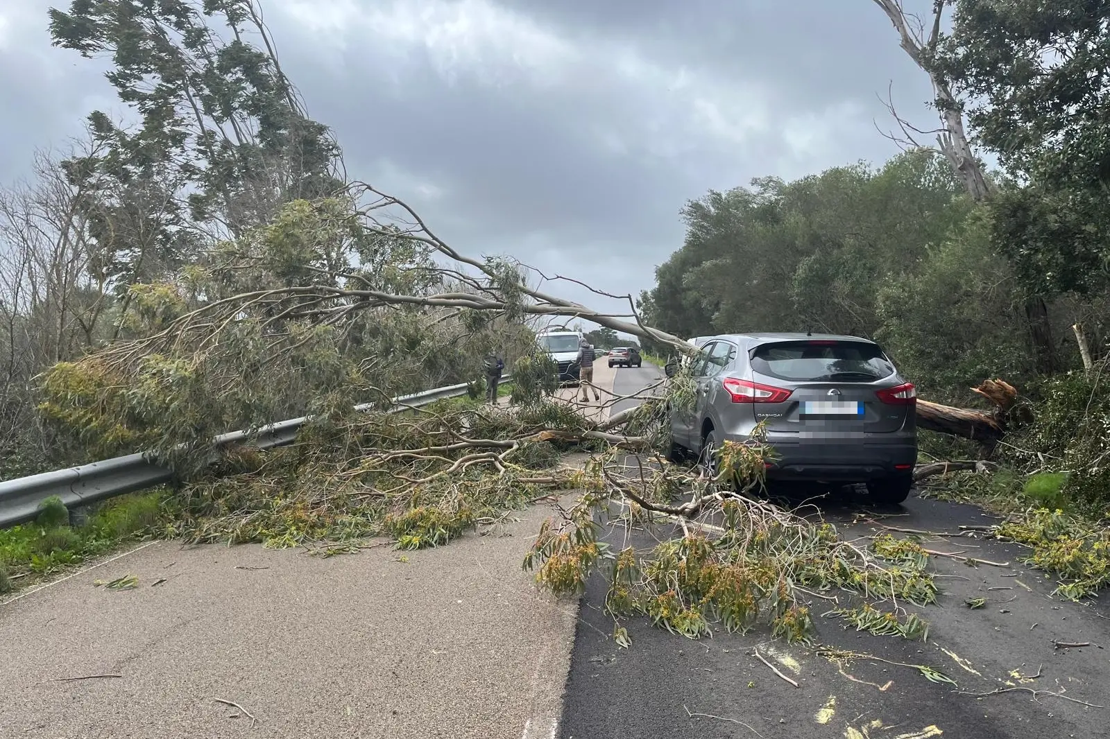 L'albero crollato sulla sp14 (foto Busia)
