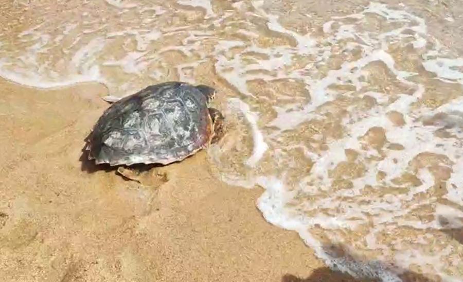 Caprera, il Cea di Stagnali riconosciuto come centro di raccolta della fauna marina