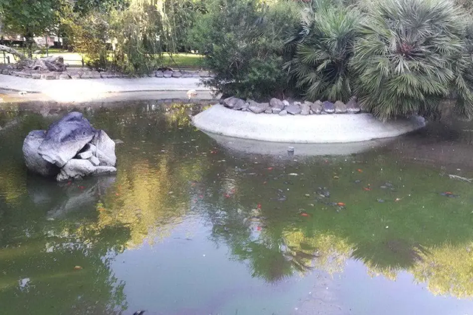 La moria dei pesci nei giardini pubblici (Elia Sanna)