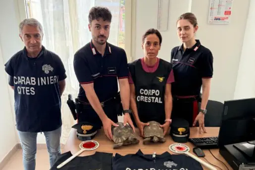 Le tartarughe sequestrate (foto carabinieri)