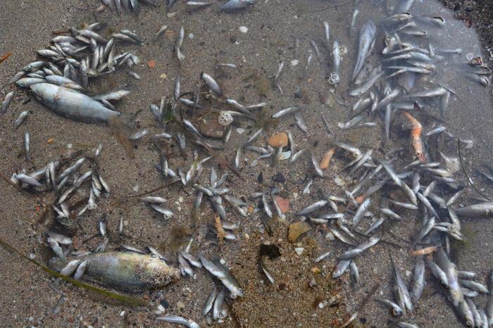 Migliaia di pesci e crostacei morti in pochi giorni: “dramma naturale” in Spagna