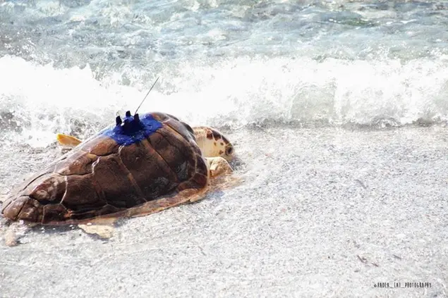 La tartaruga Genoveffa con il Gps satellitare (foto Paola Lai)