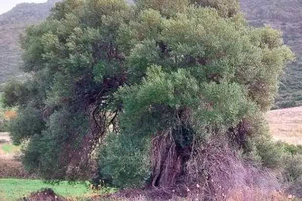 Olivastro secolare a Castelsardo (foto concessa)