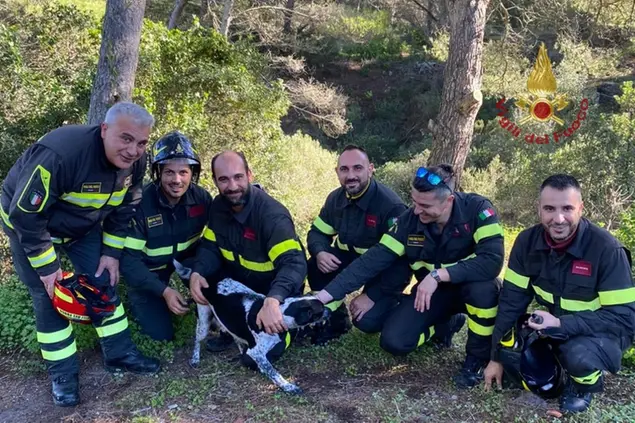 Il cane salvato (foto Vigili del fuoco)