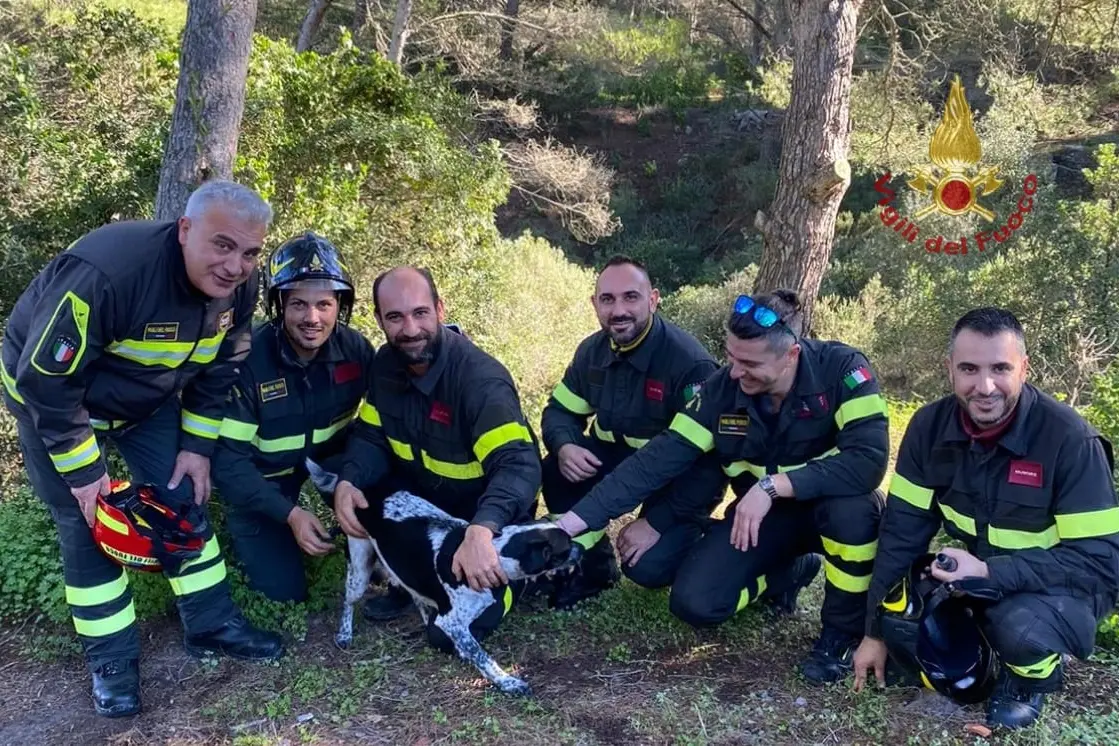 Il cane salvato (foto Vigili del fuoco)