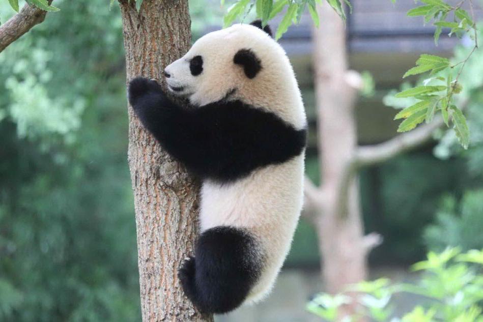 La prima uscita dei panda gemelli Bao Do e Bao Mei