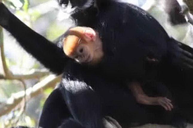 Sydney, allo zoo è nato un esemplare di scimmia rarissima
