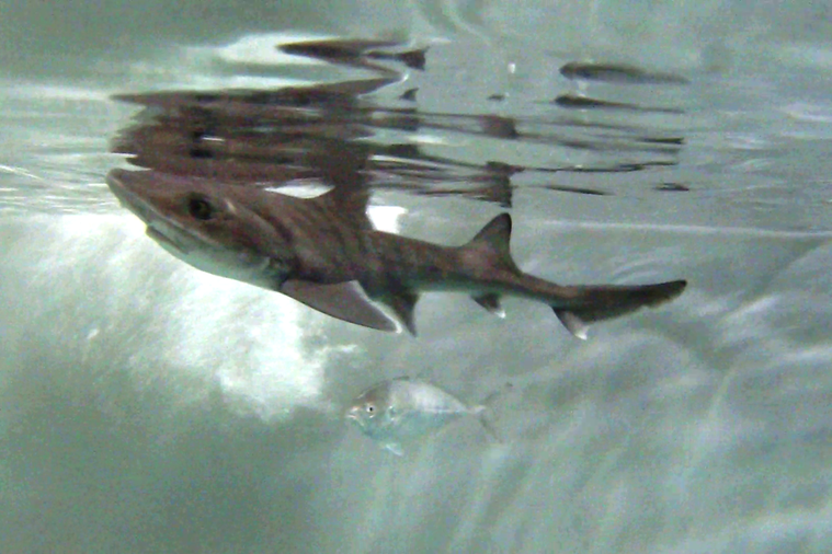 Dorgali, il piccolo squalo nasce senza fecondazione di esemplari maschi: è il primo caso documentato al mondo