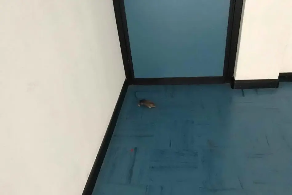 Un topo nella scuola di Perdasdefogu (foto inviata da uno studente)