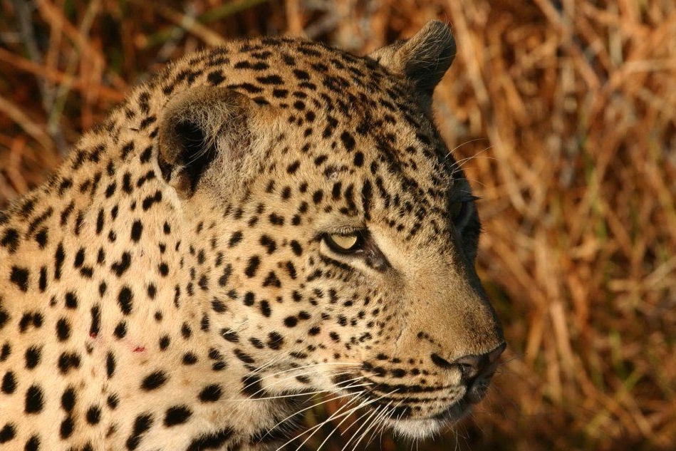 Un leopardo (foto da wikimedia)