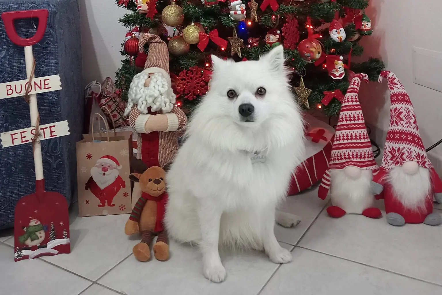 Charlie augura buone feste a tutti da Uta