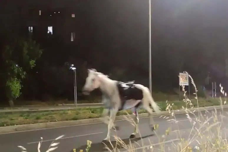 I cavalli in fuga (Ansa)