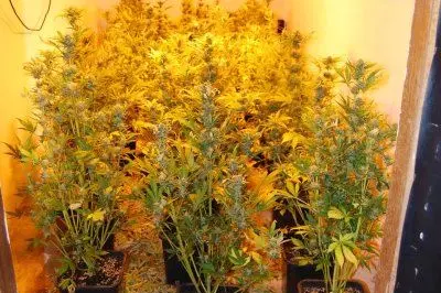 Coltivazione di droga a Quartu