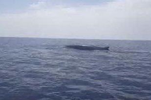 Villasimius, la danza delle balene nell'Area marina protetta