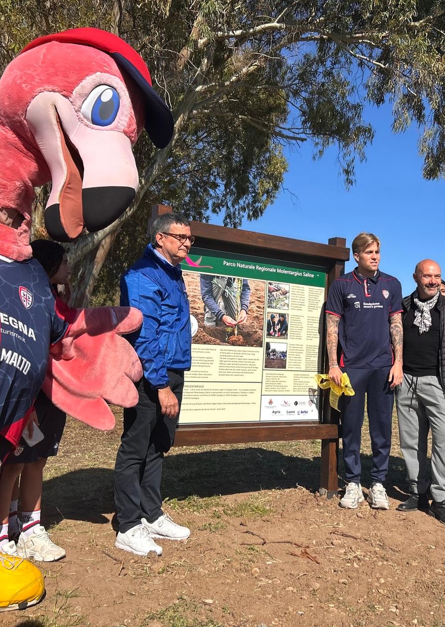 Oliveto e alberi per la rinascita della piana di Is Arenas