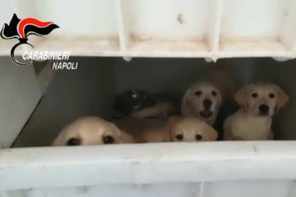 Alcuni dei cuccioli salvati dai Carabinieri