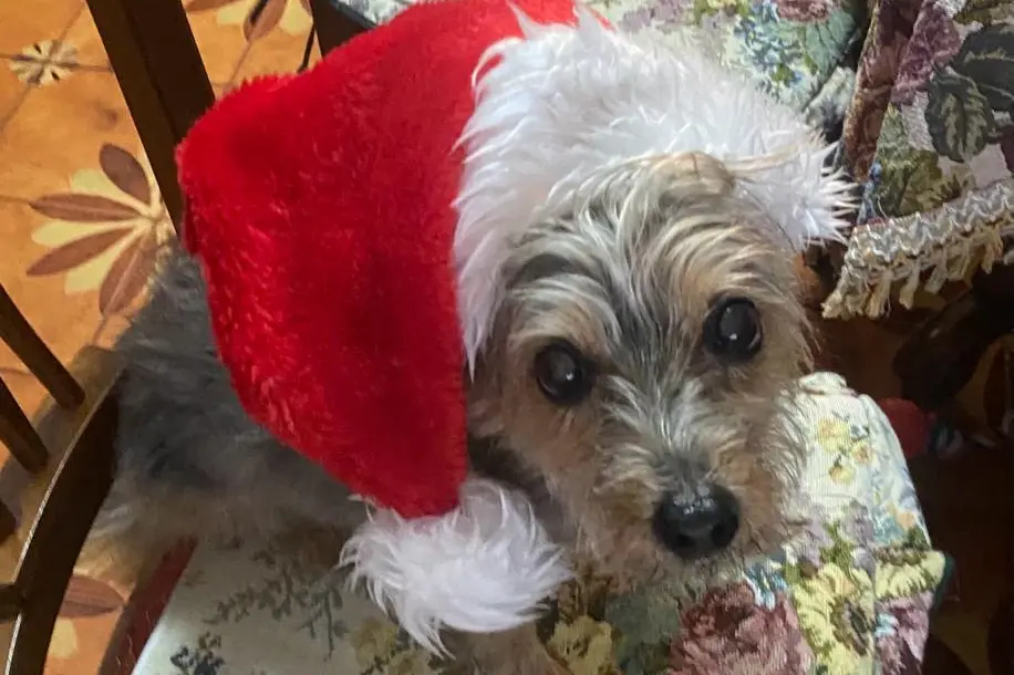 Buon Natale da Minnie di Alessia e Raimondo Polastri da Cagliari