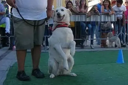 Kira, la cagnolina di Gonnesa, nella foto inviata dal suo proprietario, Alessio