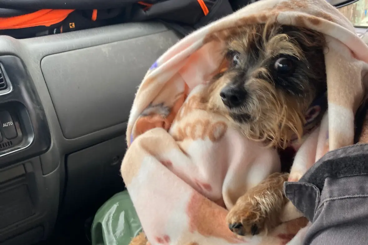 Il cagnolino salvato (foto Murgana)