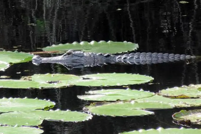 Un alligatore (Ansa)