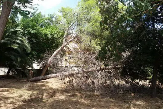 Uno degli alberi abbattuti