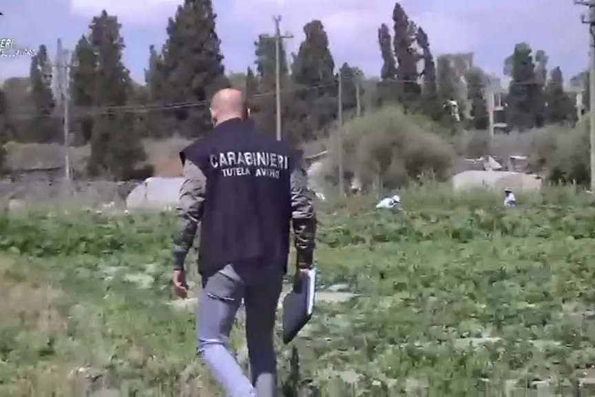 Caporalato nella raccolta delle arance: 4 misure cautelari a Enna