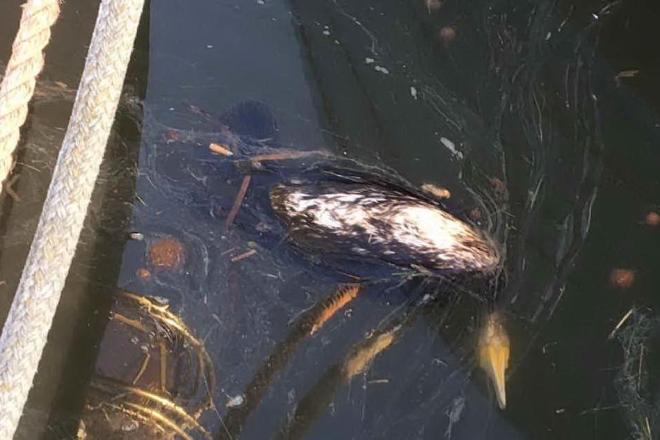Torregrande: in acqua sei carcasse di cormorani