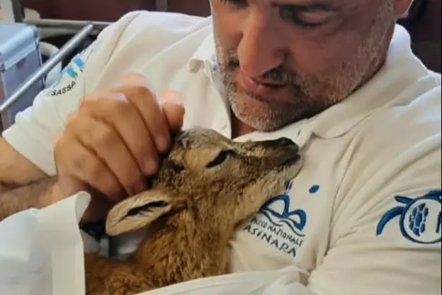 Il cucciolo di muflone in braccio al veterinario (foto concessa)