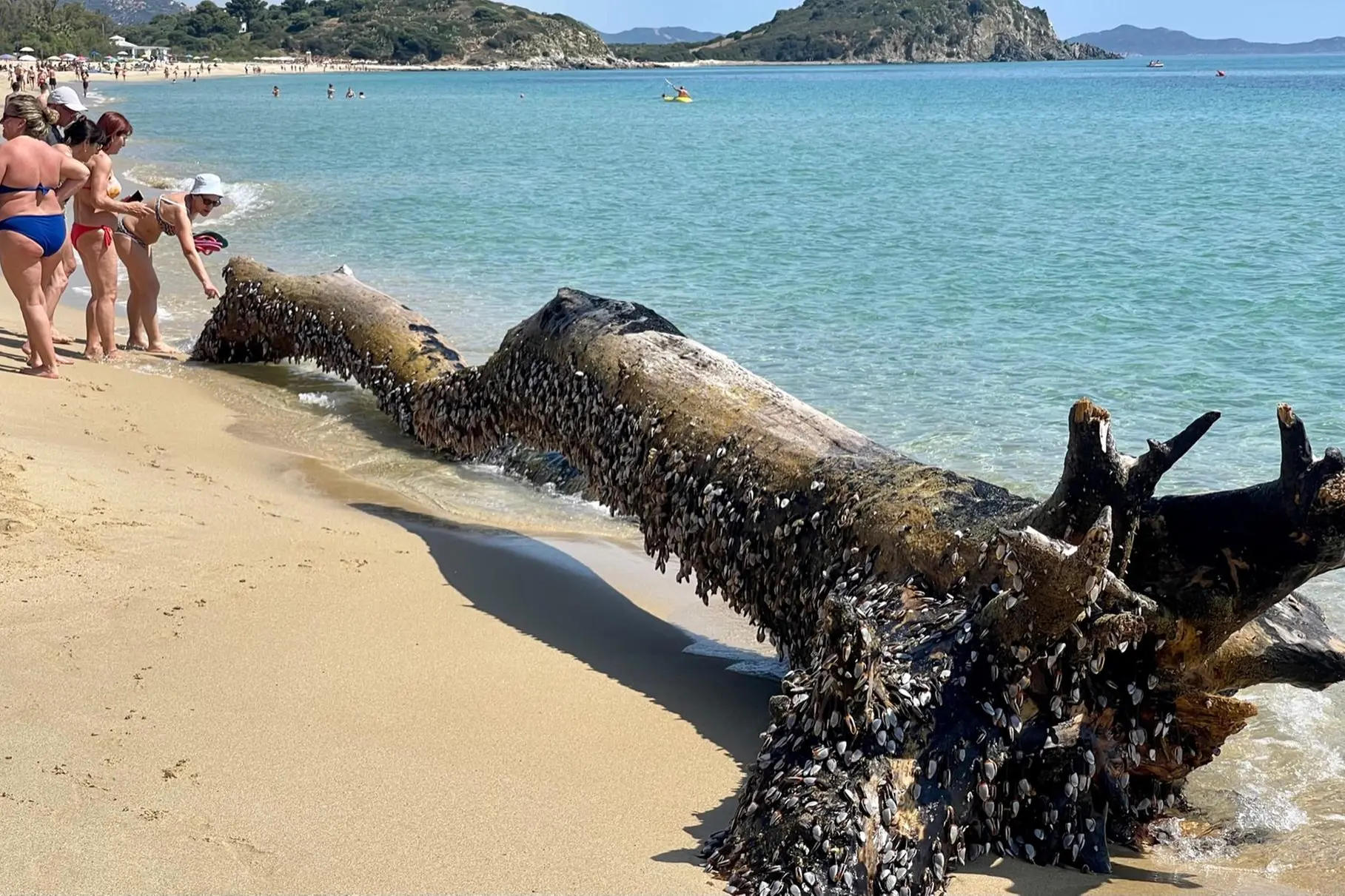 Il tronco con i mitili (foto Agus)