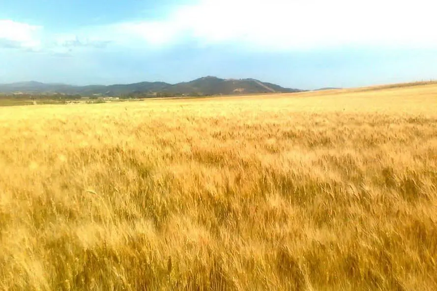 Un campo di grano a Senorbì