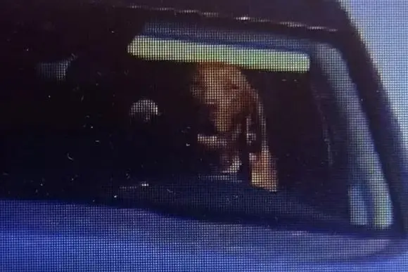 Il cane al volante (foto pubblicata dalla polizia slovacca)