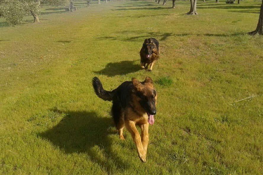 Cani in passerella, nel parco giochi di Suelli il raduno degli amici a quattro zampe
