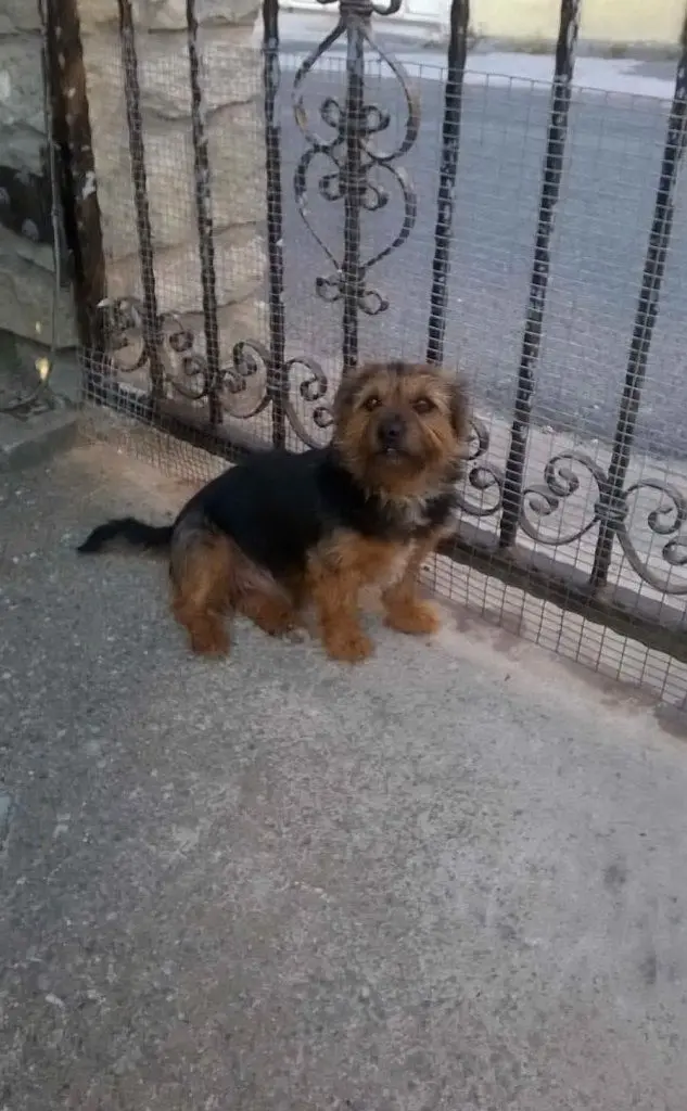 Leo, nella foto inviata da Antonello, Mogoro