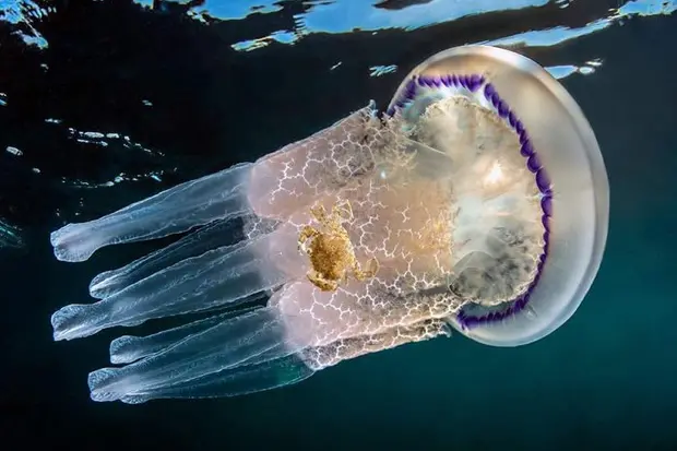 Medusa (immagine simbolo, foto Ansa)