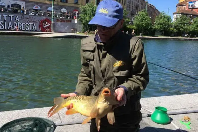 Sorpresa a Milano: pescata nel Naviglio una carpa da 8 kg
